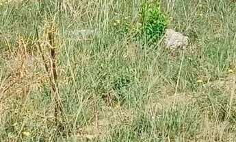 Imagem 3: Terreno com Alicerce para venda possui 450 metros quadrados em Mosqueiro - Aracaju - SE