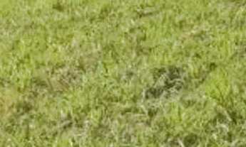 Imagem 4: Terreno à venda em Ibiúna, Ibiúna, Nascentes do Pururu