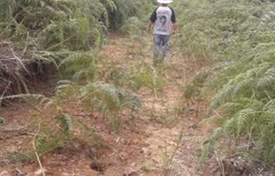 Imagem 2: Aceita permuta! Fazenda / sítio com venda por R$400.000