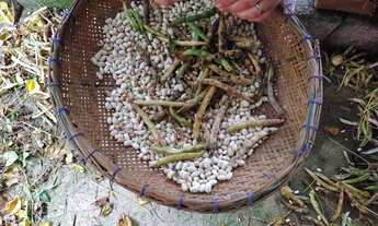 Imagem 5: 6800 mts com ribeirão.casa pitoresca 100 mil reais estudo próposta