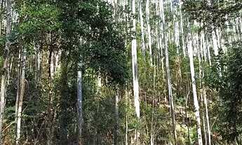 Imagem 2: Roça de eucalipto. 7 mil quadrados de madeira