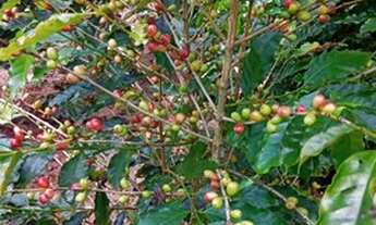 Imagem 2: Chácara à venda