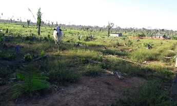 Imagem: VENDE-SE sítio de 84 alqueires em HUMAITÁ-AMAZONAS