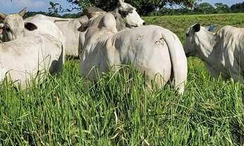 Imagem: FAZENDA COM 6.135HA NA REGIÃO DO RIO CUIABÁ