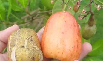 Imagem 6: Rancho 1.600 m2, melhor localização de Alagoinhas/Aramari, Bosque Verde