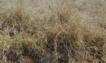 Imagem 4: Terreno à venda no Bairro do Rio Abaixo, na cidade de Tuiuti/SP