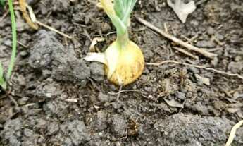 Imagem 4: Sítio Casa com 1 dormitório