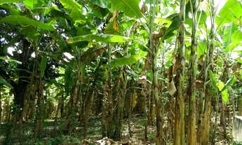 Imagem 5: Sitio borborema-PB