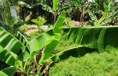 Imagem 4: Excelente Terreno de esquina com ótima localização 595m² - no Japiim II