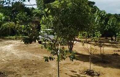 Imagem 2: Terreno frutífero em condomínio