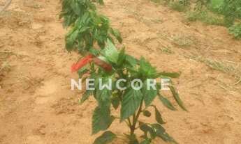 Imagem: Fazenda em Quijingue - Centro - Quijingue/BA