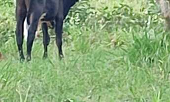 Imagem: Vendo uma chácara de 1000 MTS