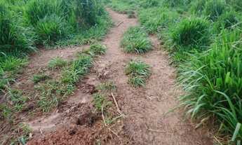 Imagem 4: 33 Alq. de Cultura em Jandaia-GO. Preço Bom!