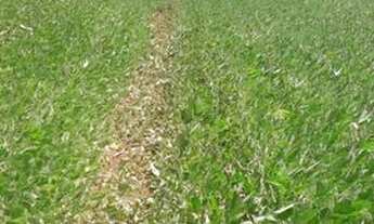 Imagem 2: Sitio-município de Bandeirantes Paraná-bairro Cabiúna