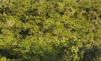 Imagem 7: Vende -se uma excelente chácara de 4/5 alqueires no município de Abadiânia