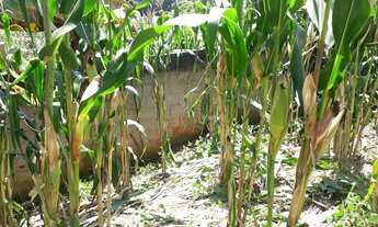 Imagem 3: Lote em Bicas Terreno / lote com venda por R$120.000