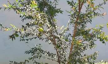 Imagem 7: Vende se ou troca sítio em Juquitiba