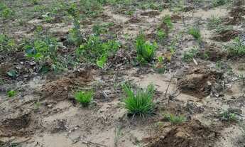 Imagem 4: Sítio a venda 5 hectare no monjolo