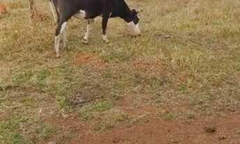 Imagem 4: Chacara em Planaltina DF