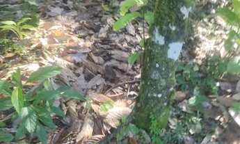 Imagem 2: Sítio de 1 hectares de terra ótimo pra fazer plantio