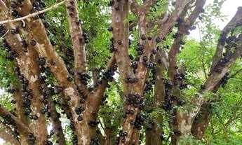 Imagem 3: Excelente oportunidade em Rio das Flores, interior do Rio de Janeiro!