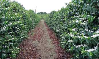 Imagem 3: FAZENDA DE CAFE ESPECIAL COM 390 HECTARES, COM 1.000M DE ALTITUDE!!