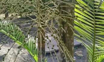 Imagem 4: Vende-se Casa com Amplo Terreno em Pindaré-Mirim/MA