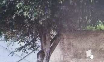 Imagem 2: AREA - PROSPERIDADE - SP