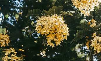 Imagem 5: Fazendinhas de 20.000m2 em Condomínio Fechado Perto da Lagoa Central