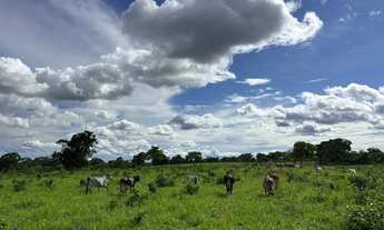 Imagem 3: Fazenda de 180 hectares dupla aptidão negócio de oportunidade