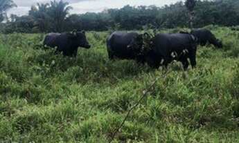 Imagem: 300 alqueires a 120km de Belém casa sede