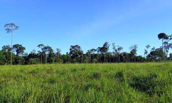 Imagem 5: Sítio 18 alqueires Vale do Paraíso