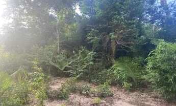 Imagem: 2 terrenos em Alter do Chão