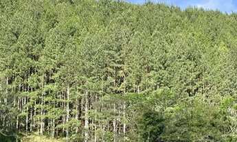 Imagem 4: Plantação de Pinus