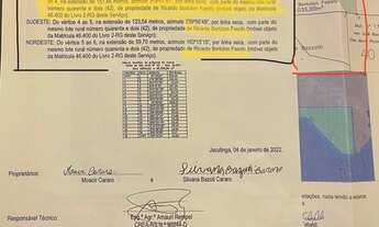 Imagem: Plantação de Pinus