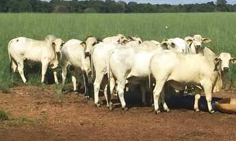Imagem: Fazenda a venda, em São Miguel do Araguaia