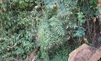 Imagem 5: Terreno à venda em Roseira - SP