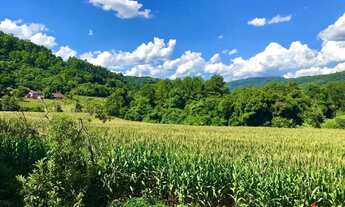 Imagem 4: Sítio / Chácara para Venda em Nova Petrópolis, Pinhal Alto, 3 dormitórios, 1 banheiro, 2 v