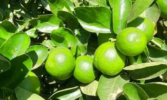 Imagem 7: Vendo Excelente Chácara 5,2 hectares, Radiobras, Brazlândia/DF