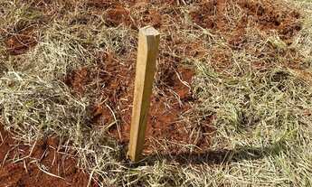 Imagem 3: Chácaras de mil Mt 40 km de Goiânia ótimo oportunidade !