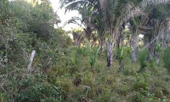 Imagem 3: Fazenda em Rui Barbosa (Baixão Grande) no município de Gonçalves Dias/MA