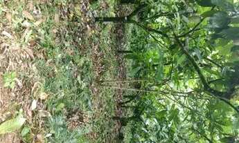 Imagem 7: Sítio de 1 hectares de terra ótimo pra fazer plantio