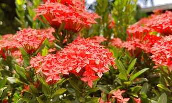 Imagem 5: Excelente casa construída em amplo terreno (COMERCIAL