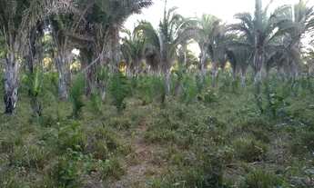 Imagem 5: Fazenda em Rui Barbosa (Baixão Grande) no município de Gonçalves Dias/MA