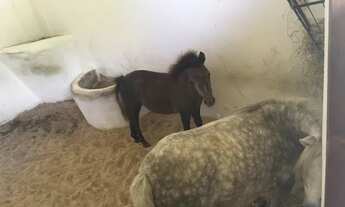 Imagem 1: Haras Residence Terreno / lote com venda por R$85.114