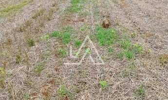 Imagem: TERRAS PARA PLANTIO OU SÍTIO EM MATO CASTELHANO