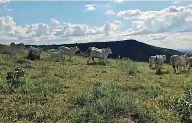 Imagem 4: Fazenda a venda, em Cocalzinho de Goiás!!!