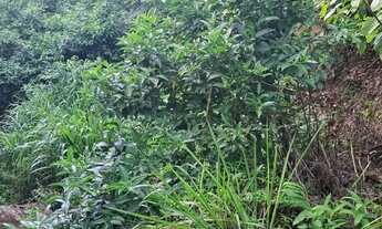 Imagem 4: Sítio situado em Jequiríça-Bahia