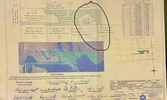 Imagem 3: Plantação de Pinus