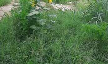 Imagem 3: Ótimo terreno no condomínio Residencial Rio da Prata